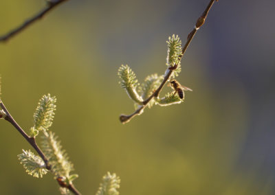 Sébastien Crego abeille printemps bourgeon