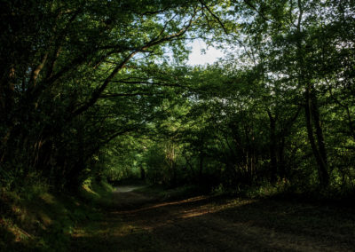 Sébastien Crego arbres tunnel été