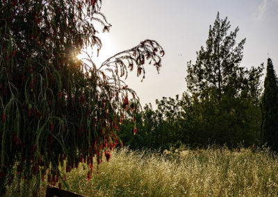 Sébastien Crego banc solitaire champ soleil lumière arbre