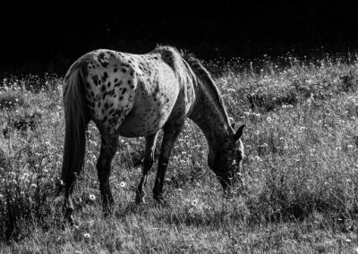 Sébastien Crego cheval noir et blanc