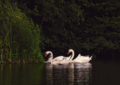 Sébastien Crego cygne famille étang