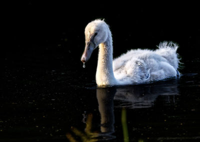 Sébastien Crego cygne juvénile goutte bec regard méchant