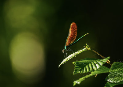 Sébastien Crego demoiselle libellule verte