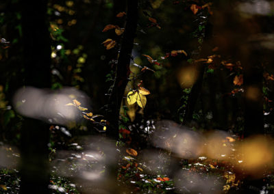 Sébastien Crego feuille automne lumière forêt