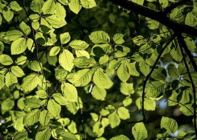 Sébastien Crego feuilles arbre vert lumière