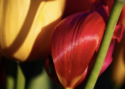 Sébastien Crego fleurs tulipes rouge jaune