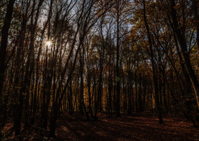 Sébastien Crego forêt automne soleil étoile