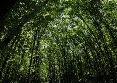 Sébastien Crego forêt été vert feuillage chemin