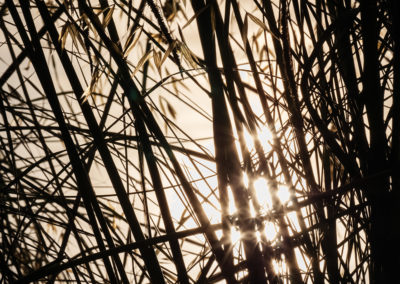 Sébastien Crego graminées étang contre jour reflets soleil