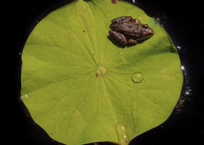 Sébastien Crego grenouille feuille nénuphar