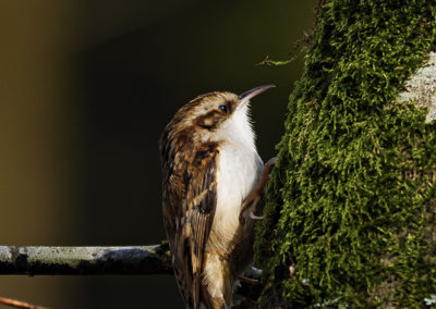 Sébastien Crego grimpereau des bois tronc