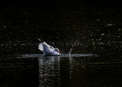 Sébastien Crego mouette étang éclaboussures