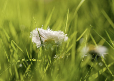 Sébastien Crego paquerette plume herbe vert