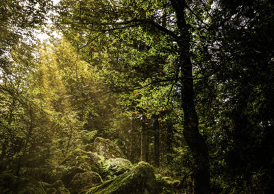 Sébastien Crego rochers mousses forêt féérique