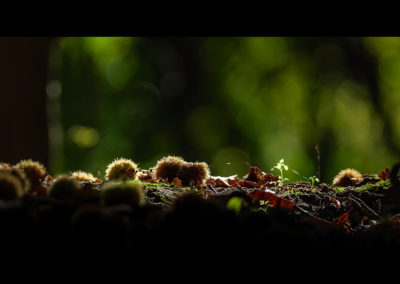 Sébastien Crego chataignes automne forêt lumière