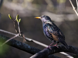 Etourneau sansonnet (membrane nictitante) Parc de la Greffière (Fleury-Mérogis) Sébastien Crego