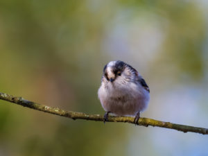 Mésange à longue queue (juvénile) Bois des Trous (Sainte-Geneviève-des-Bois) Sébastien Crego