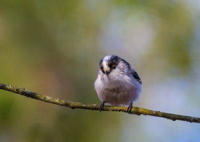 Mésange à longue queue (juvénile) Bois des Trous (Sainte-Geneviève-des-Bois) Sébastien Crego