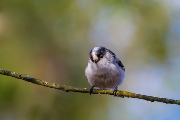 Mésange à longue queue (juvénile) Bois des Trous (Sainte-Geneviève-des-Bois) Sébastien Crego