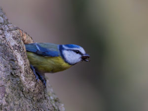 Mésange bleue Parc du château de Morsang-sur-Orge Sébastien Crego