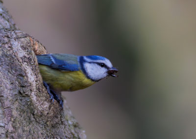 Mésange bleue Parc du château de Morsang-sur-Orge Sébastien Crego