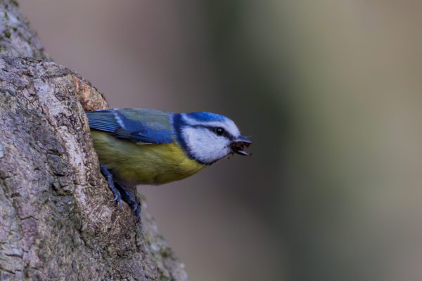 Mésange bleue Parc du château de Morsang-sur-Orge Sébastien Crego