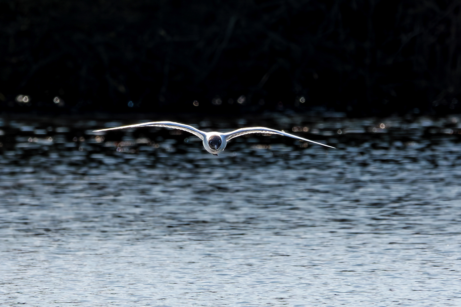 Sébastien Crego mouette rieuse plumage nuptial vol