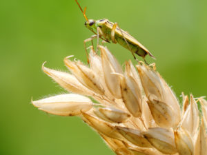 Stenotus binotatus Domaine de Montauger Sébastien Crego