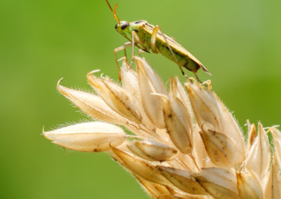 Stenotus binotatus Domaine de Montauger Sébastien Crego