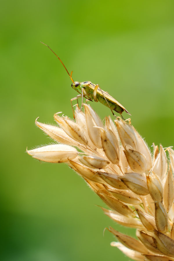 Stenotus binotatus Domaine de Montauger Sébastien Crego