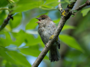 Sébastien Crego fauvette à tête noire