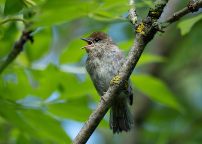 Sébastien Crego fauvette à tête noire