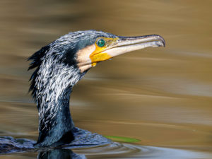 Sébastien Crego grand cormoran oiseau d'eau
