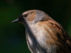 Sébastien Crego accenteur mouchet