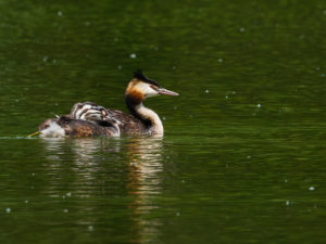 Sébastien Crego grèbe huppé adulte juvénile