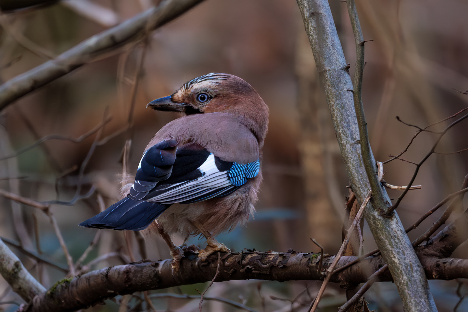 Sébastien Crego geai des chênes oiseau corvidé