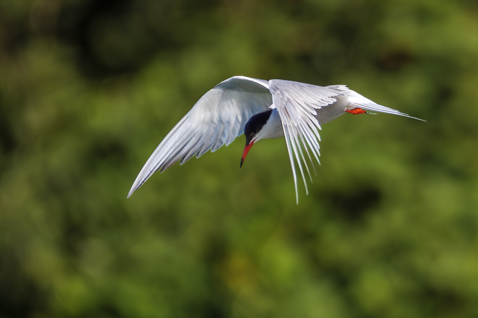 Sébastien Crego sterne pierregarin oiseau affût