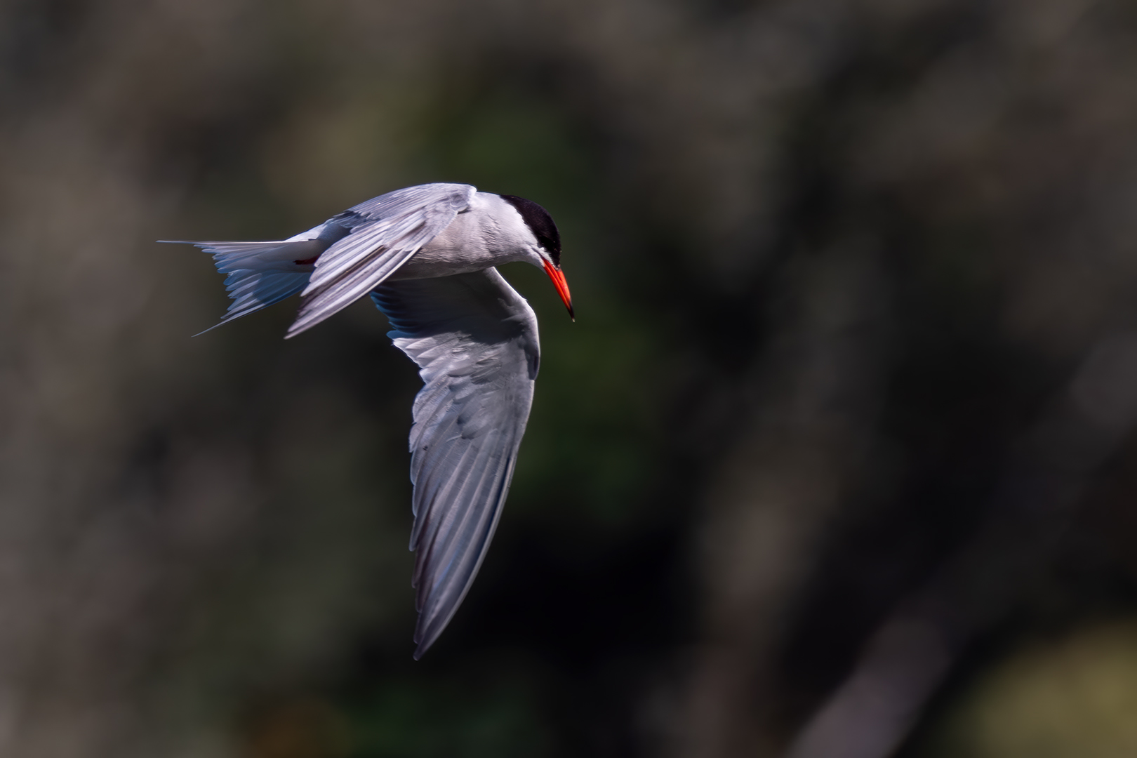 Sébastien Crego sterne pierregarin oiseau vol