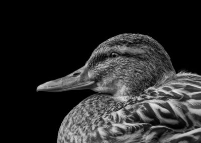 Sébastien Crego canard colvert femelle hommage à buffon