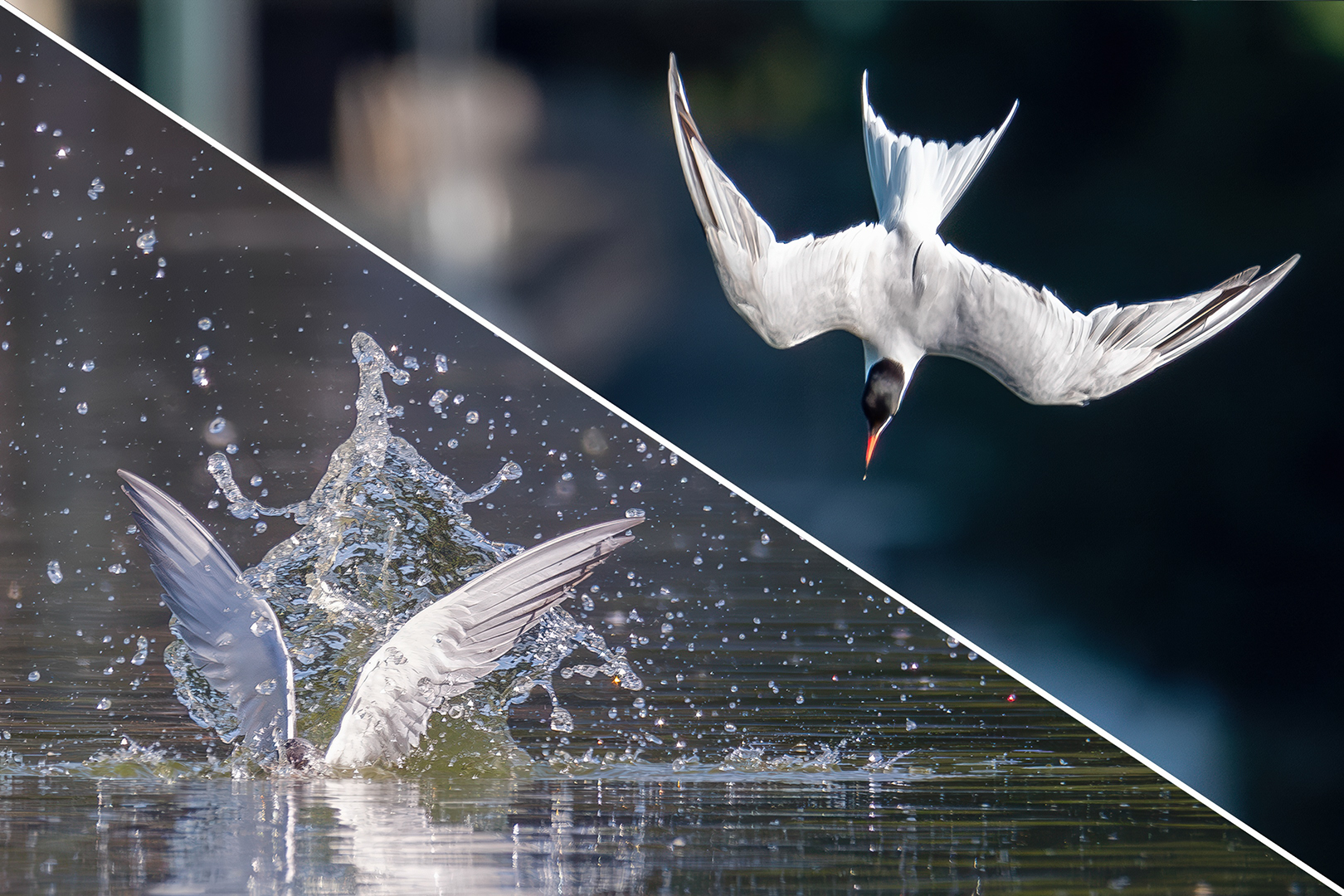 Sébastien Crego sterne pierregarin oiseau plongeon