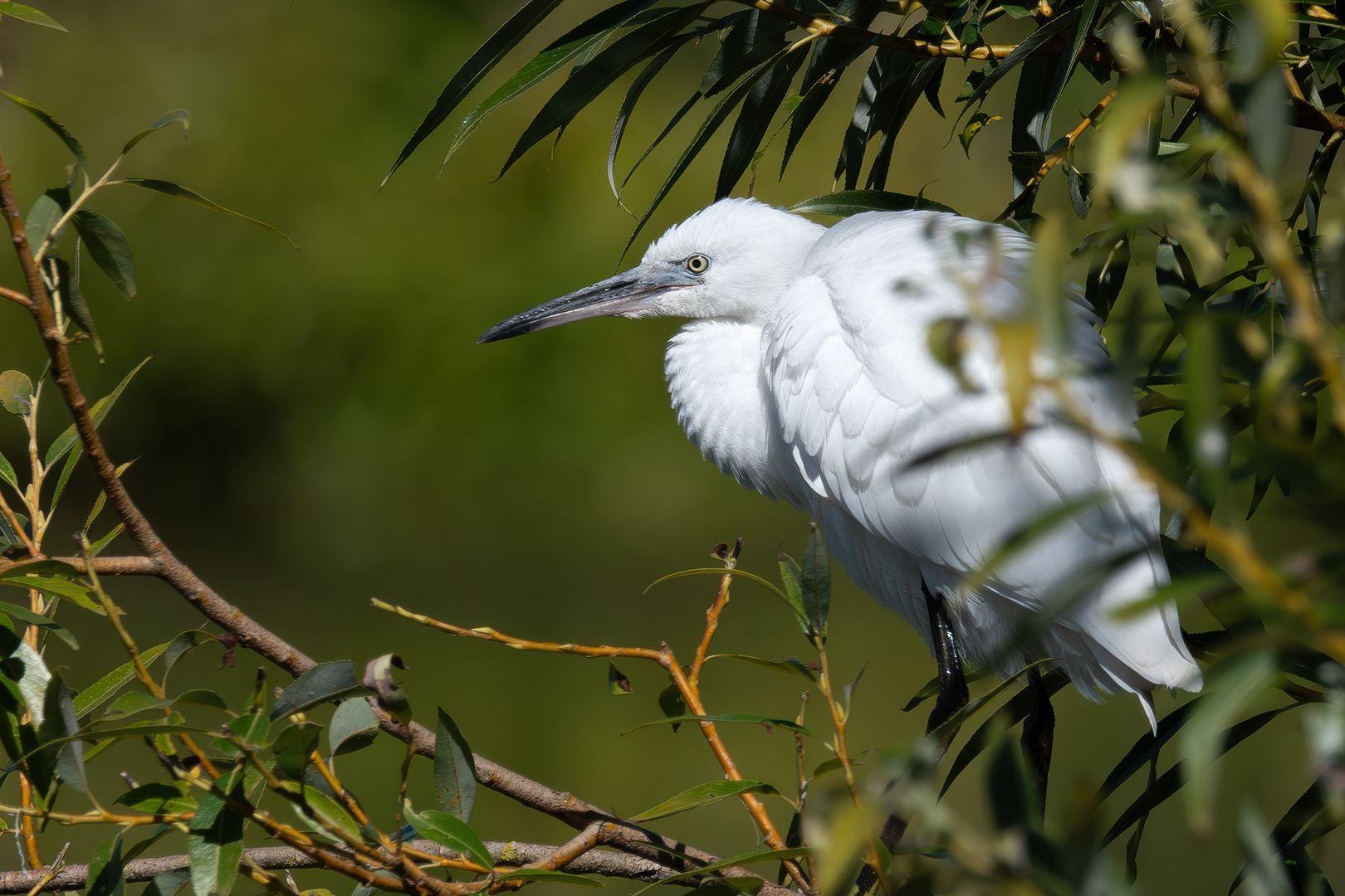 Sébastien Crego aigrette garzette oiseau échassier