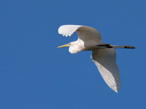 Sébastien Crego grande aigrette en vol échassier oiseau
