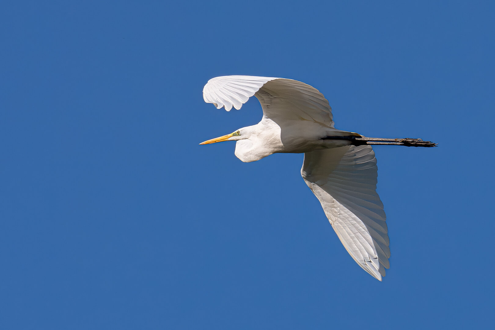 Sébastien Crego grande aigrette en vol échassier oiseau