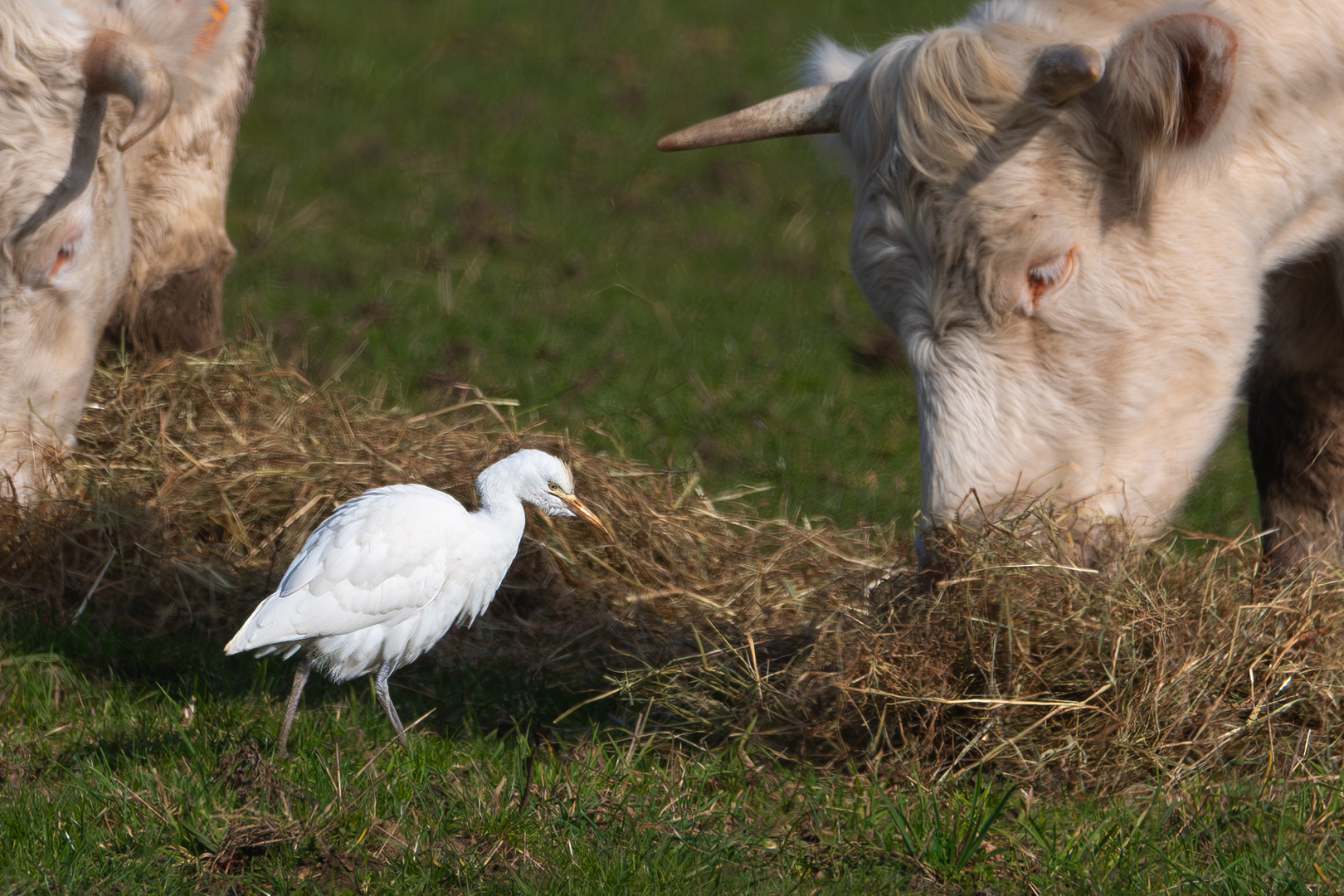 Sébastien Crego héron garde boeufs adulte oiseau échassier