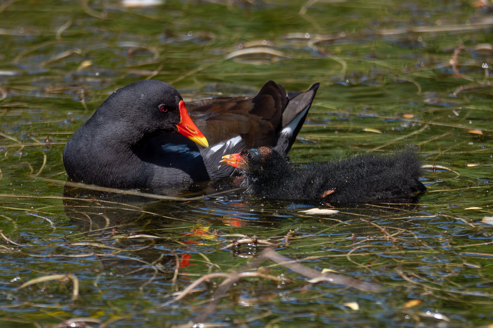 demoiselle Sébastien Crego gallinule poule d'eau oiseau aquatique poussin maman
