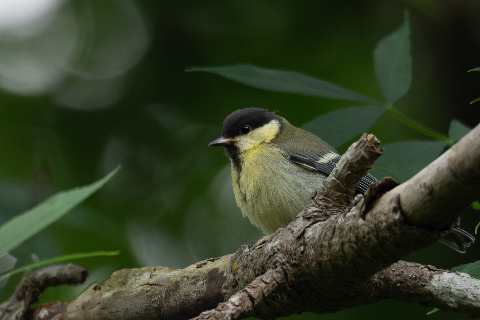 demoiselle Sébastien Crego mésange charbonnière juvénile oiseau passereau