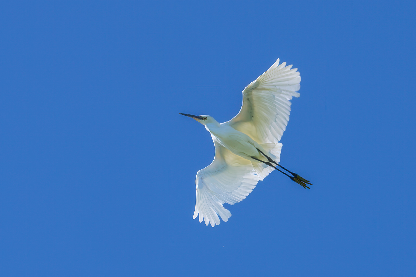Sébastien Crego aigrette garzette oiseau échassier vol
