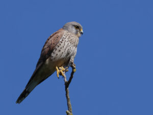 Sébastien Crego faucon crécerelle rapace