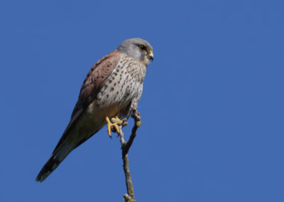 Sébastien Crego faucon crécerelle rapace