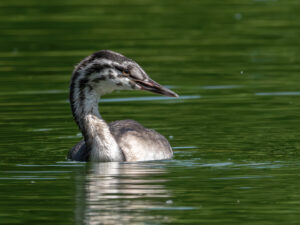 Sébastien Crego grèbe huppé juvénile